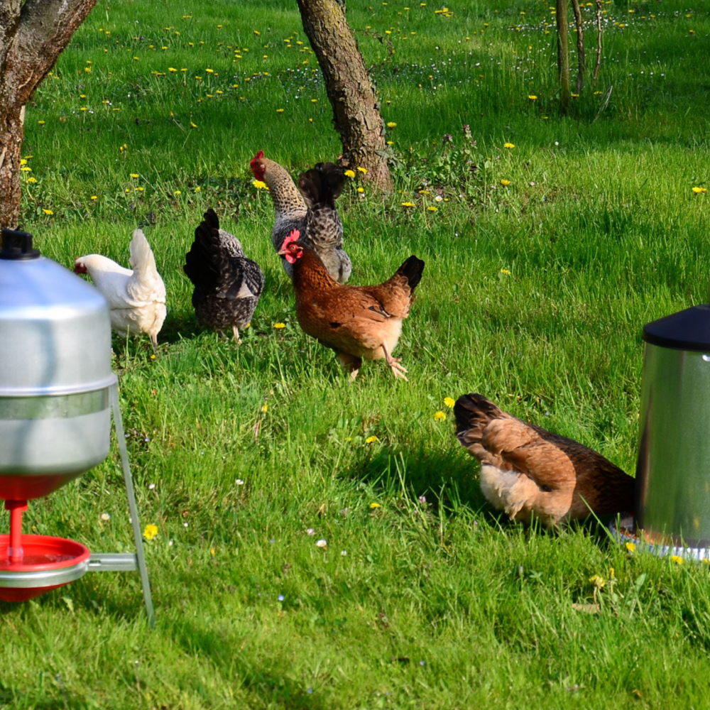 Nido collettivo per 25 galline - Contro Fratelli srl